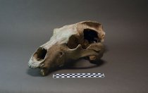 Groaner skull - upper with CM ruler